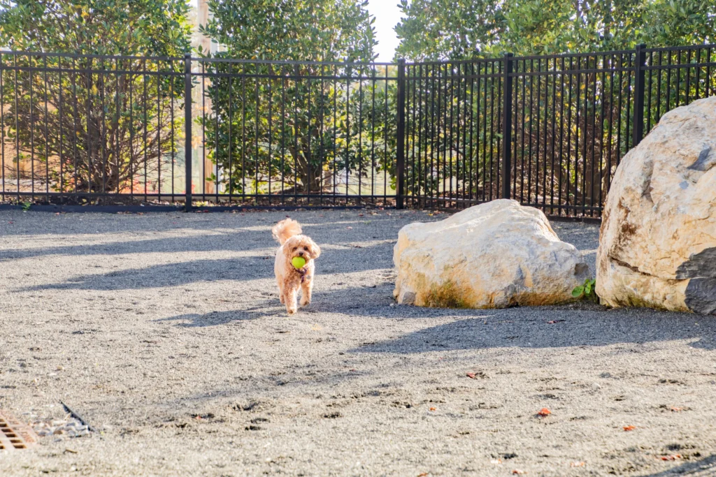 dog park